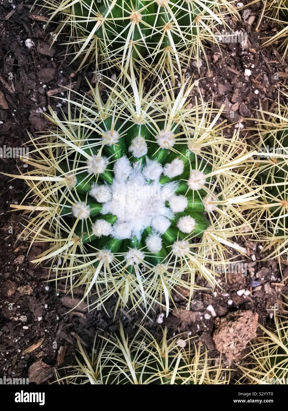 Cactus plants in a flower bed - Smartphone Captured Stock Image