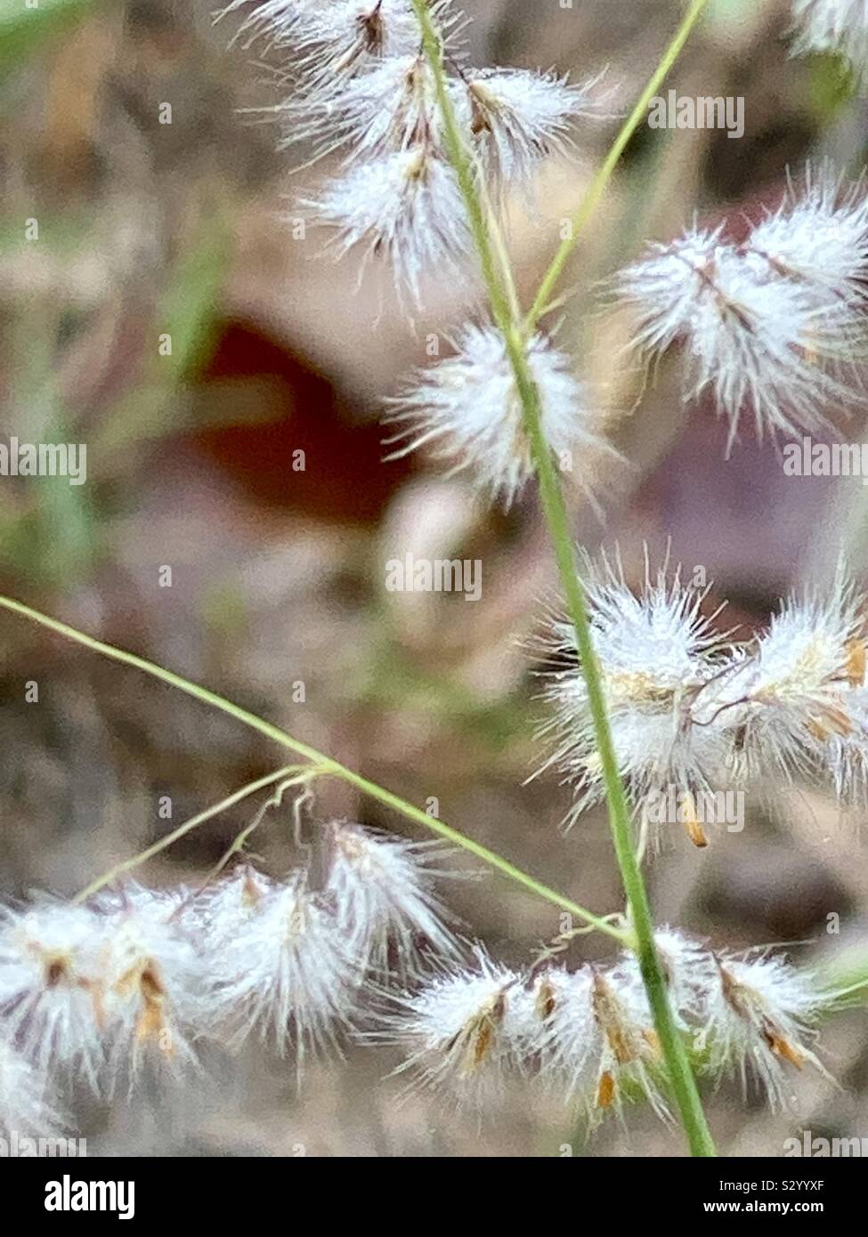 Grass white flower Stock Photo Alamy