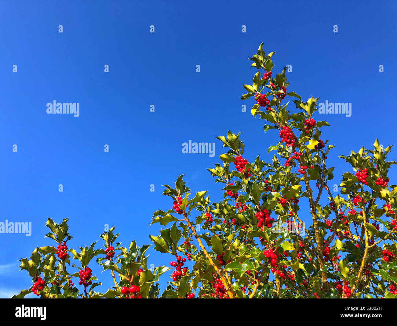 Holly berries against a blue sky, November. Stock Photo