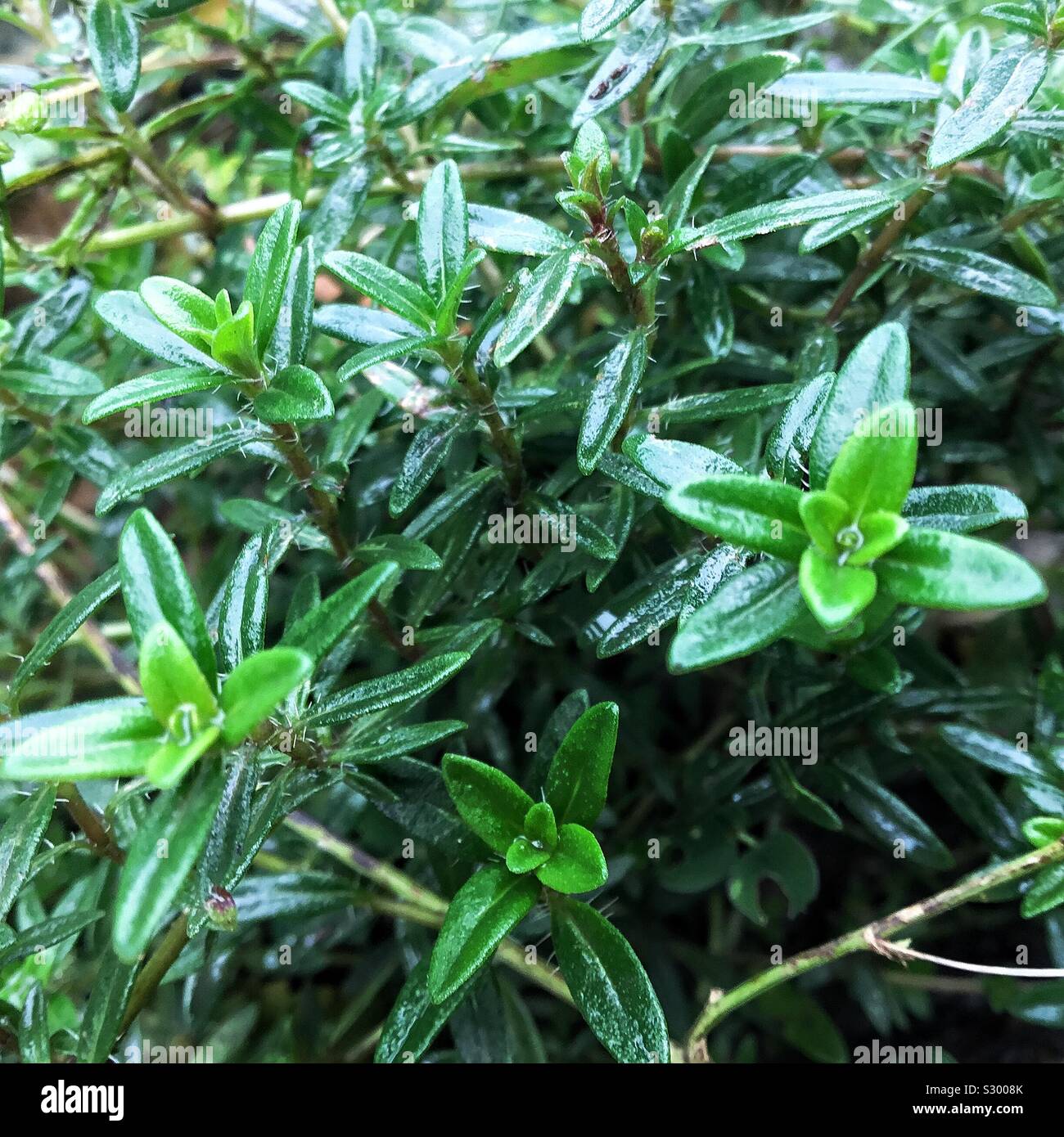 Healing lush green... Stock Photo