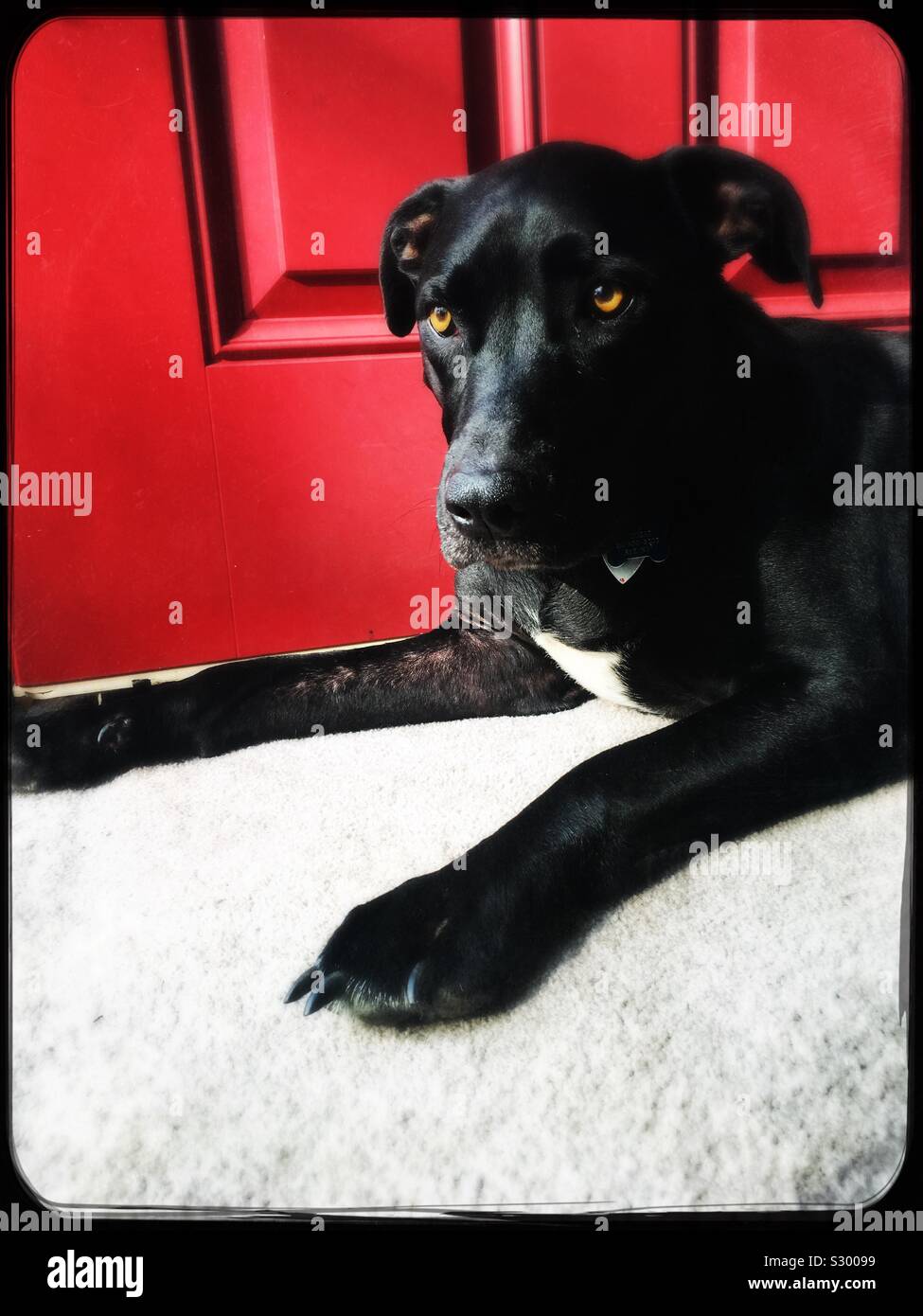 Black dog lying in front of red door. Stock Photo