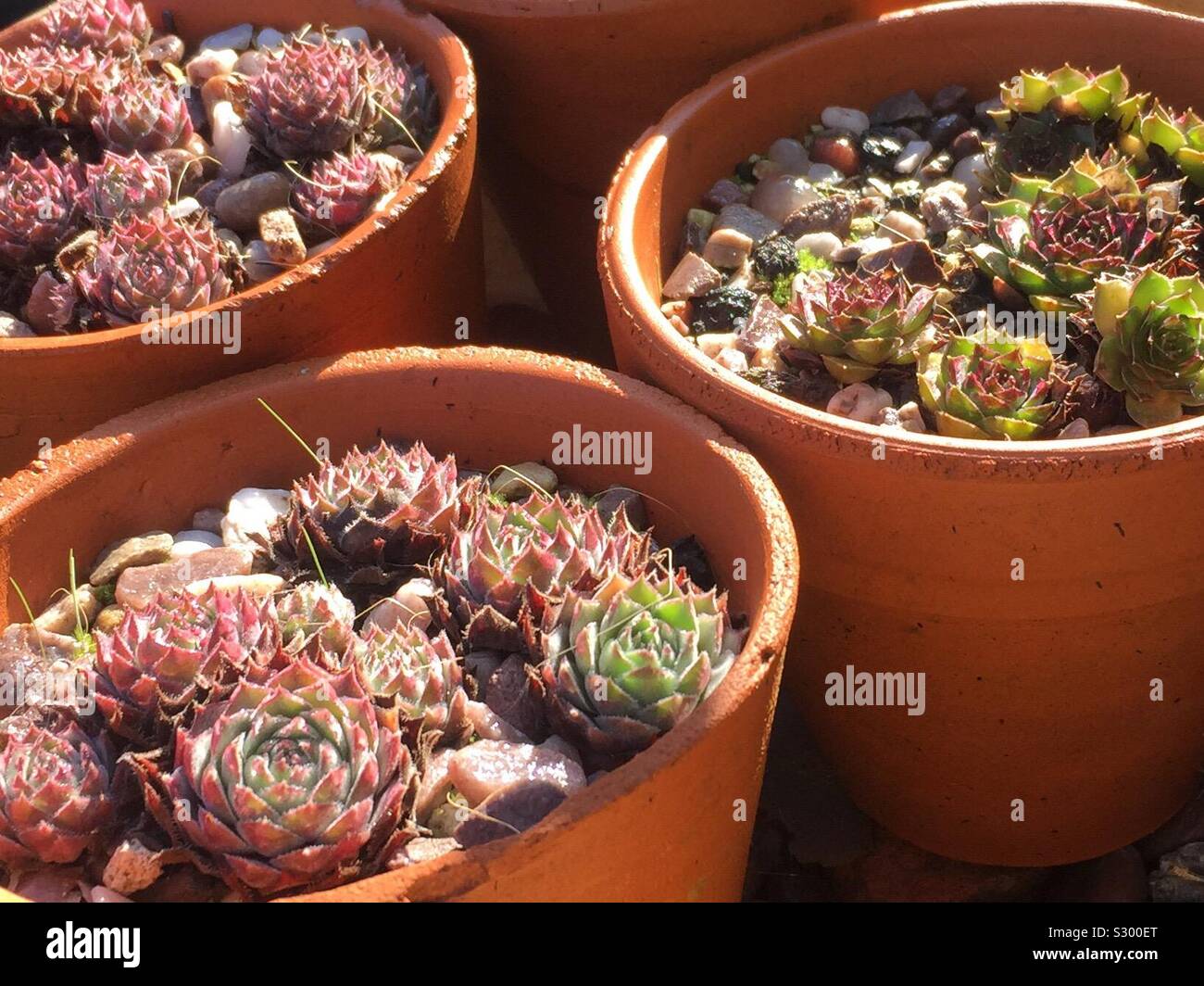 Sempervivum in garden - Smartphone Captured Stock Image