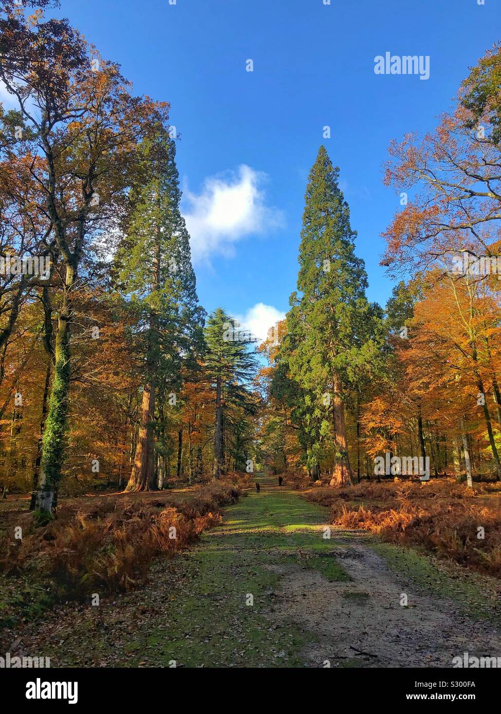 Giant Sequoia Trees (Giant Redwood) two tallest trees in the New Forest National Park - Smartphone Captured Stock Image