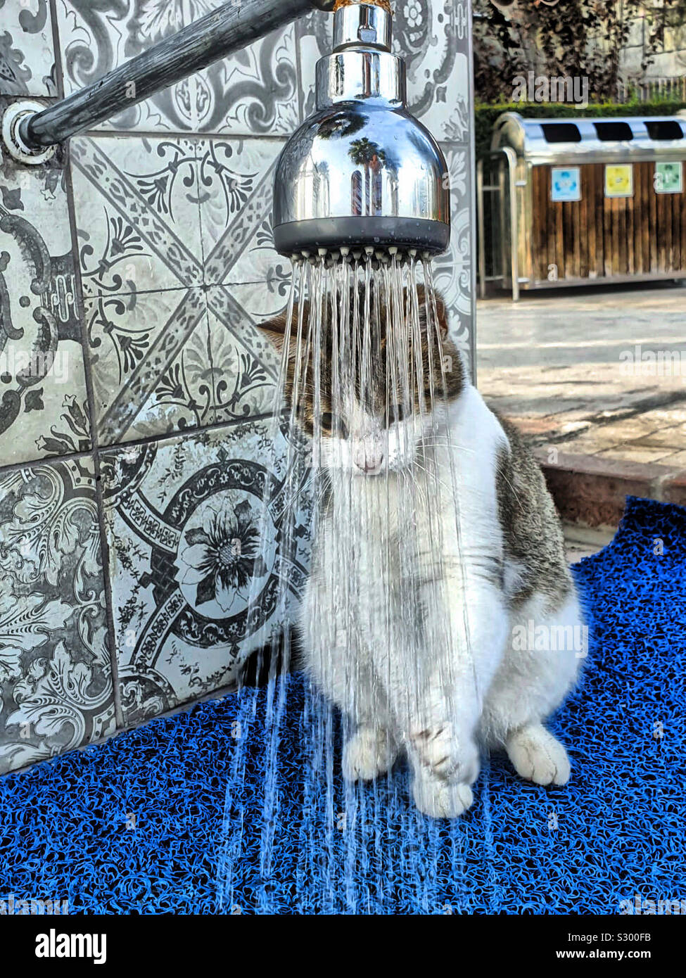 Share a shower with a cat?! - Smartphone Captured Stock Image
