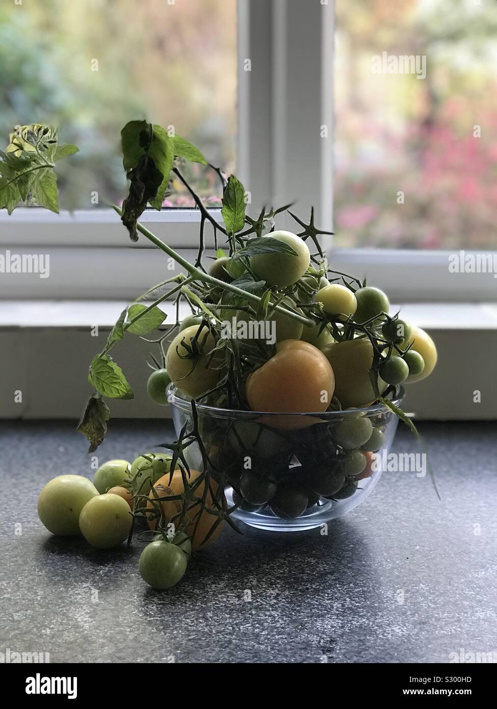 Green tomatoes ripening in a bowl Stock Photo