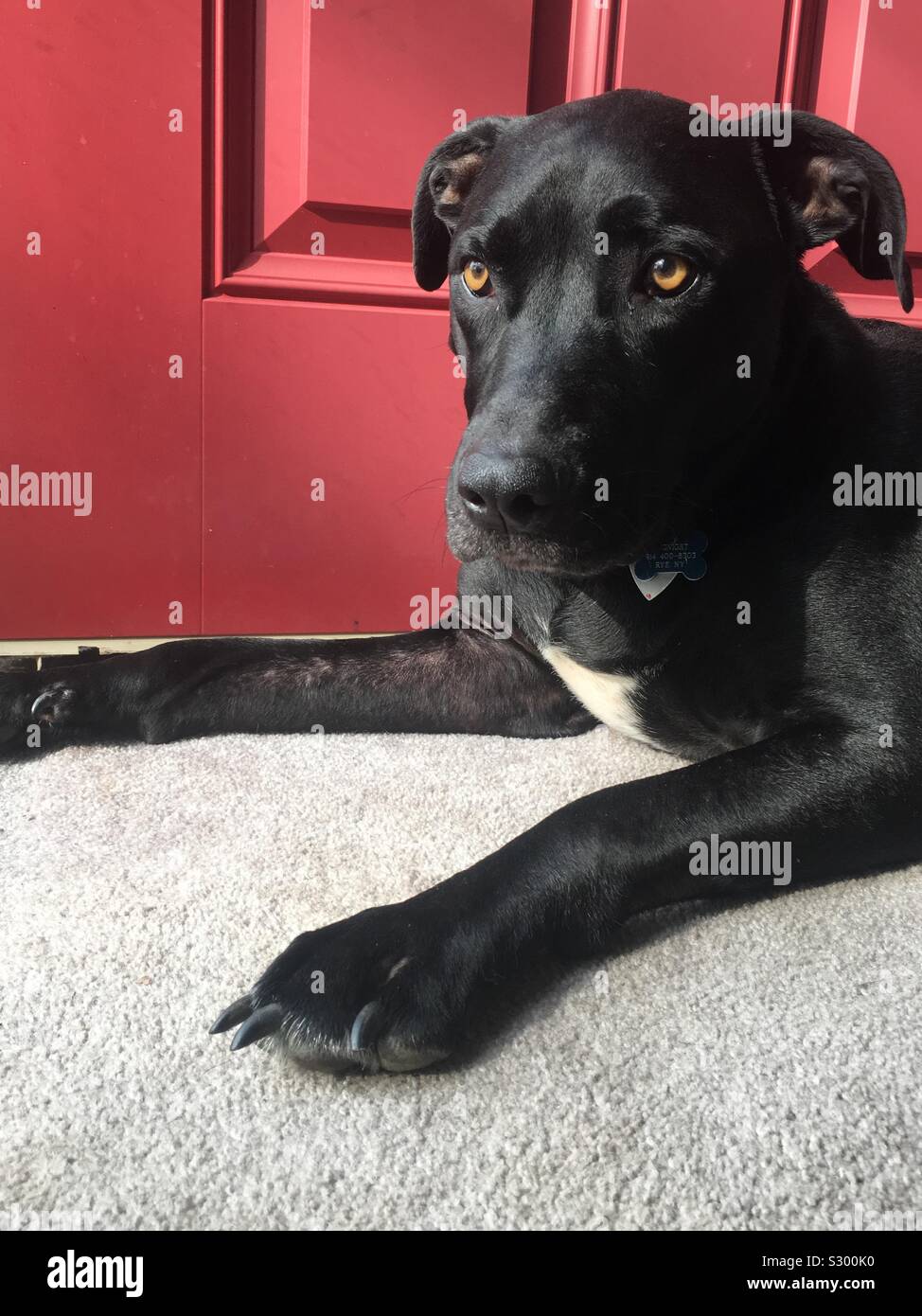 Black dog by red door Stock Photo