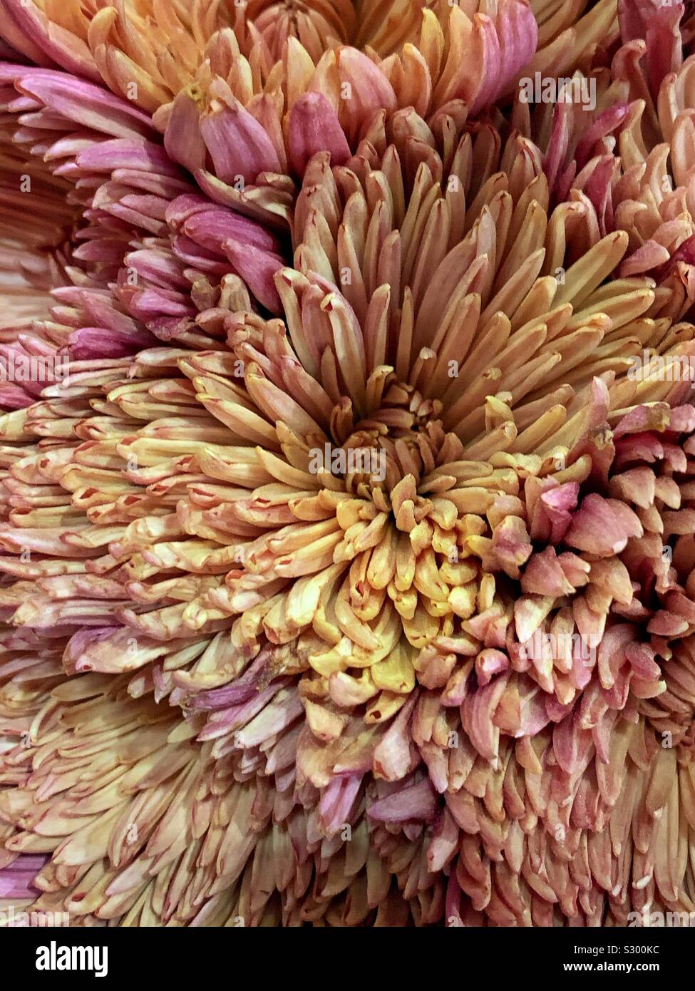 Beautiful fall chrysanthemum flower in full bloom Stock Photo