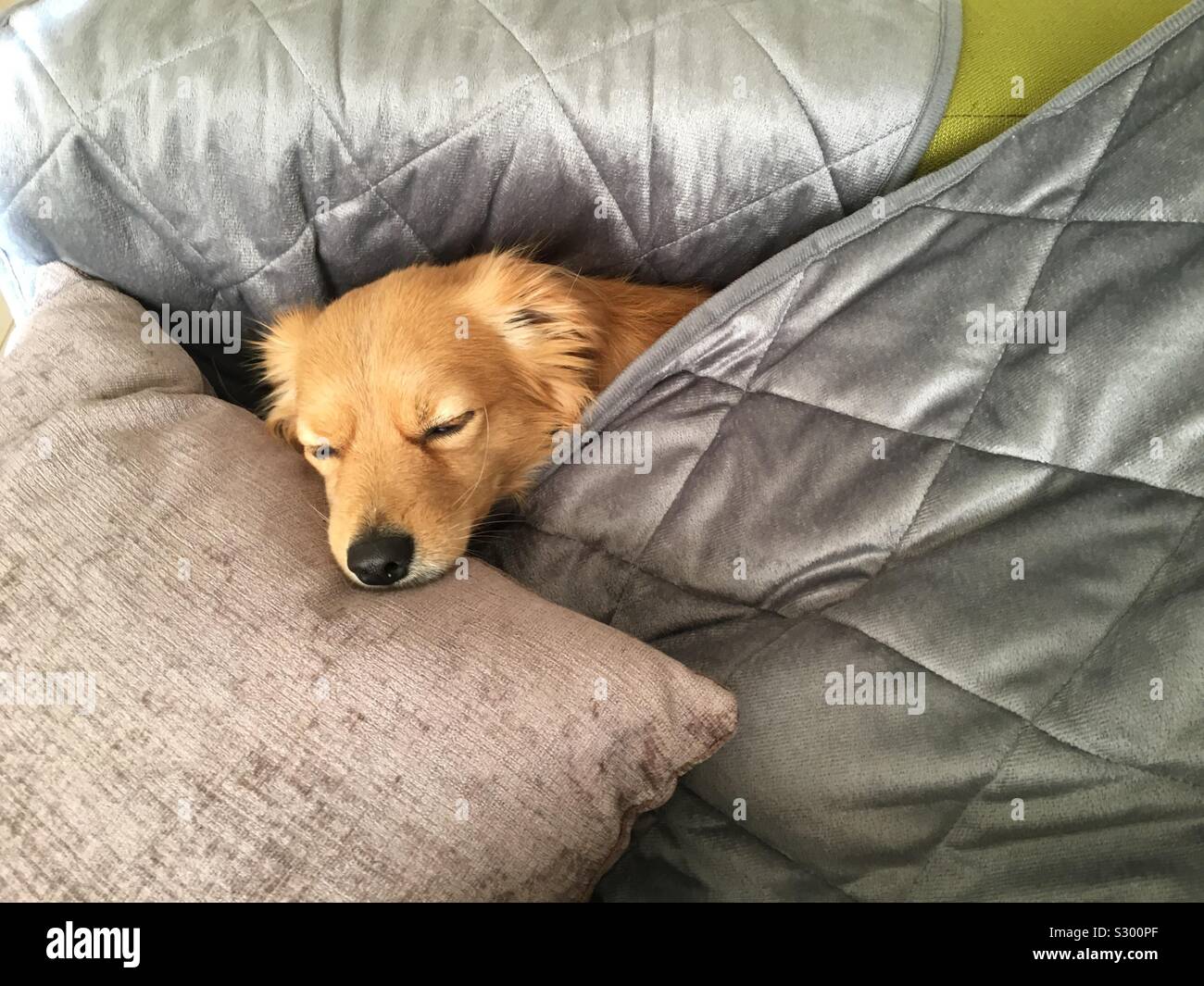 Sleeping cute golden dog under silver-gray blanket. Dreaming so sweet. Somewhere in Europe. Stock Photo