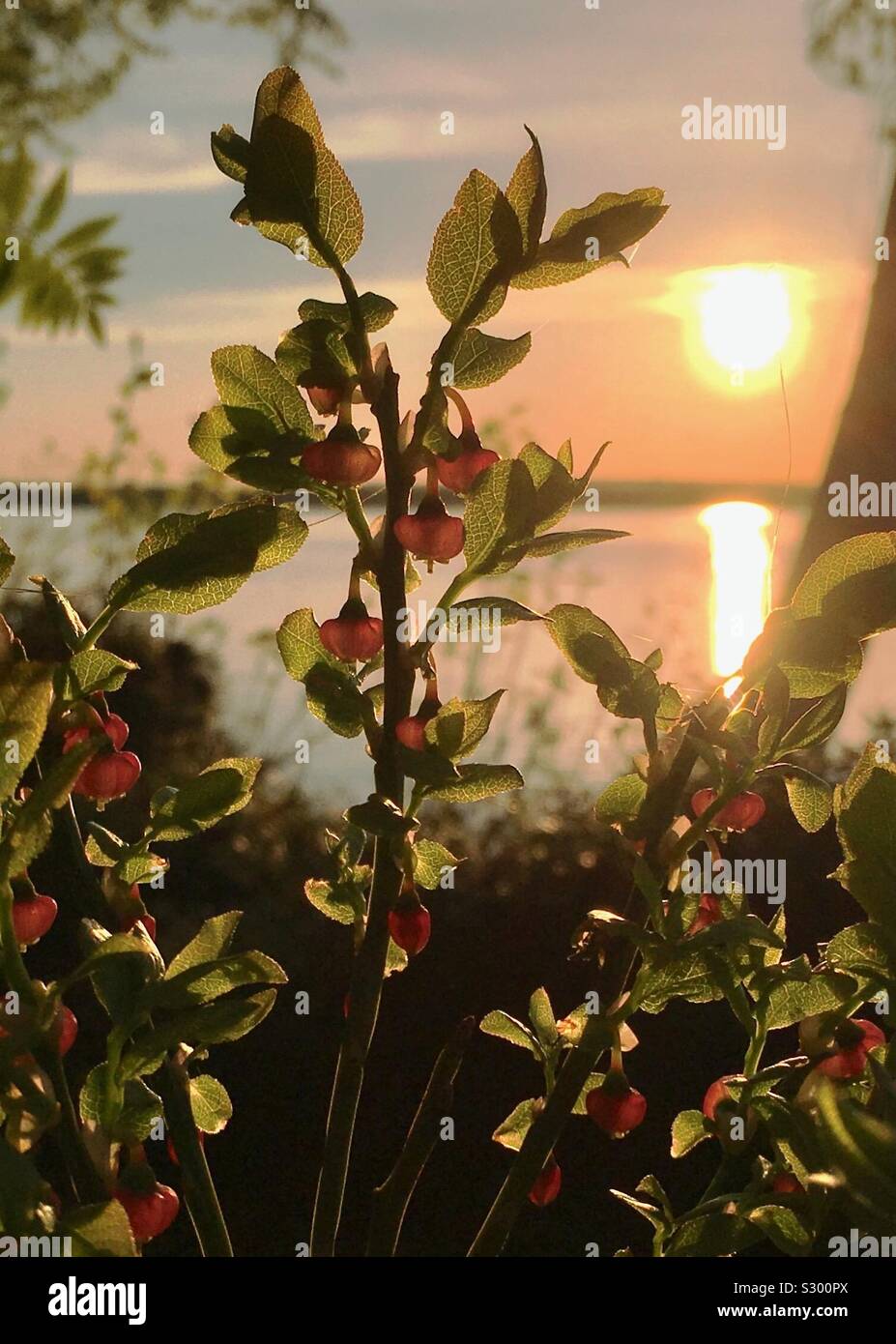 Into the midnight sun: lingonberry flowers and leaves with lake and sun in background Stock Photo