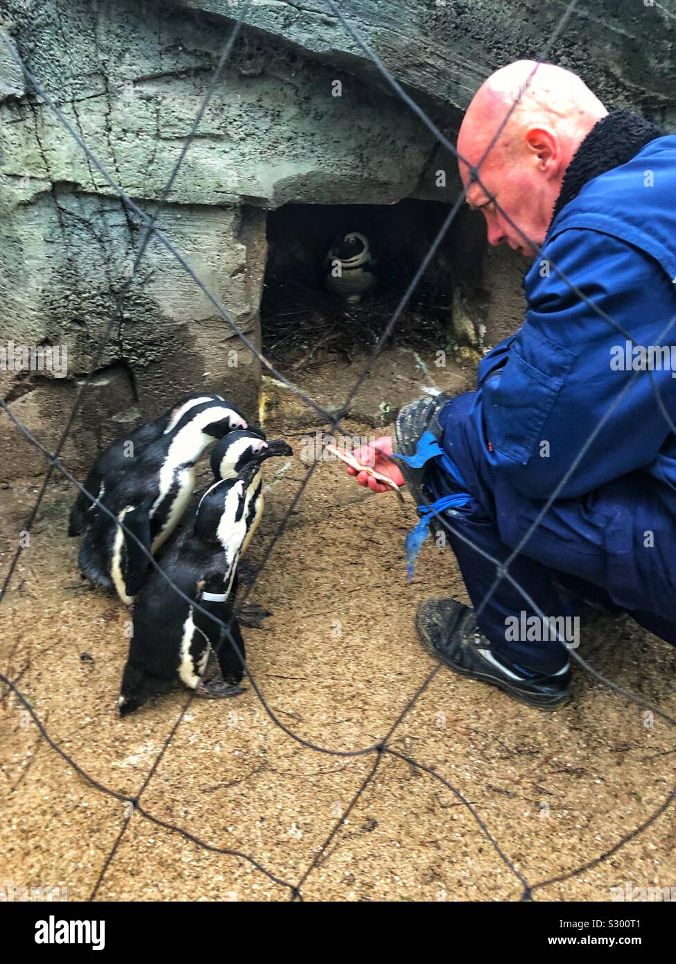 Zoo worker hires stock photography and images Alamy