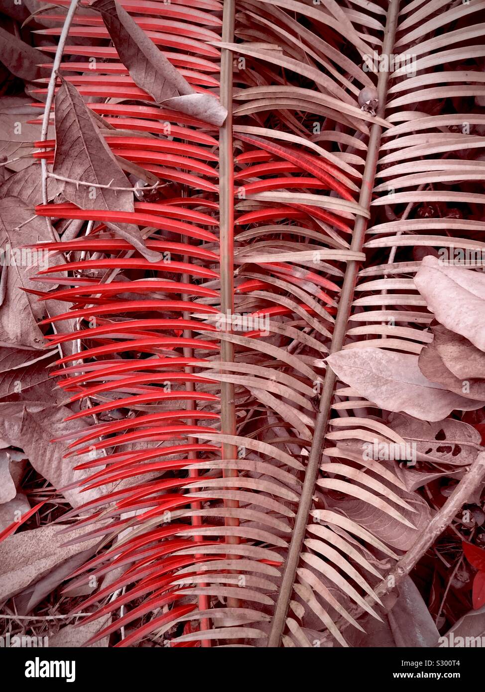 Dead palm tree hires stock photography and images Alamy