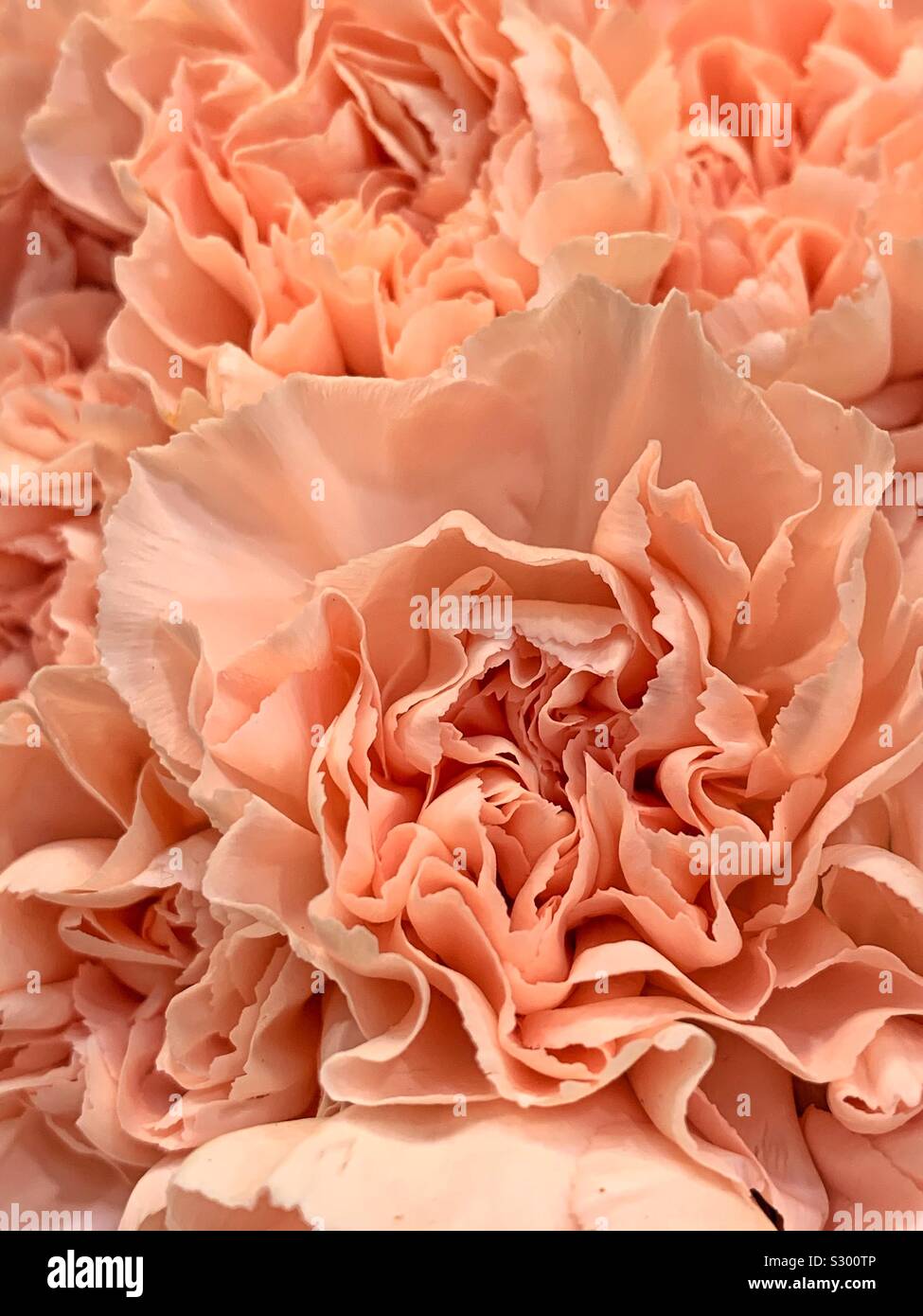 Fresh pale orange carnations in full blossom Stock Photo