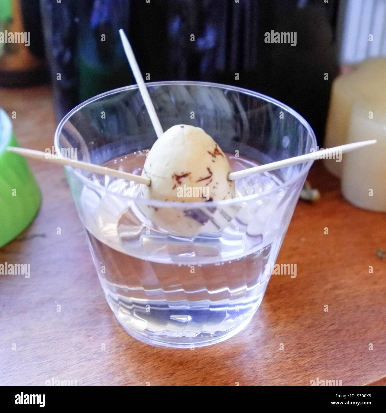 Growing an avocado plant from the seed - Smartphone Captured Stock Image