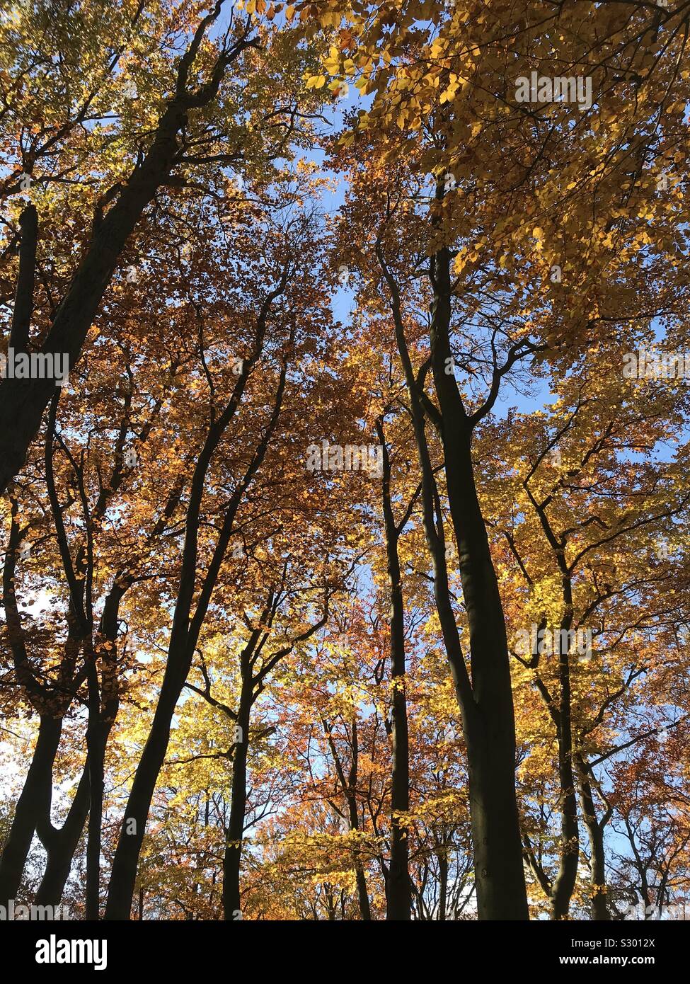 Beautiful autumn colours in the beechwood - Smartphone Captured Stock Image