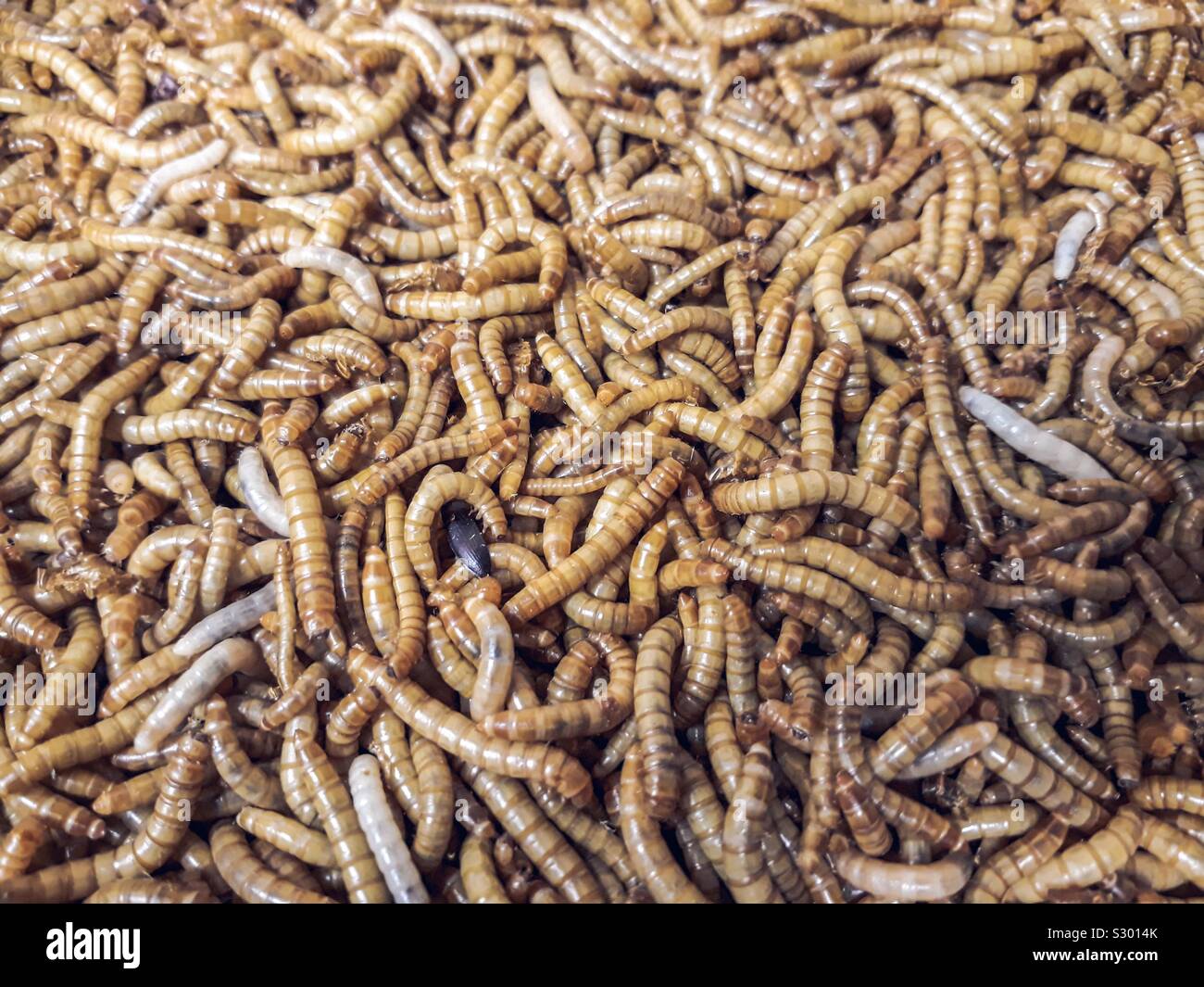 Alternative food. Mealworms, Larvae of the Mealworm Beetle Tenebrio