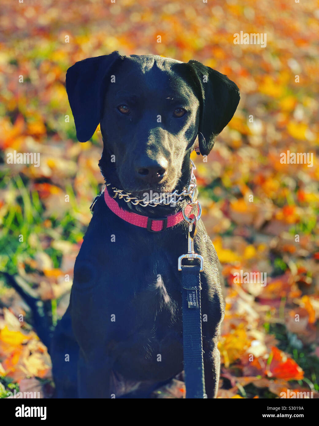 Lab dog autumn hi-res stock photography and images - Alamy