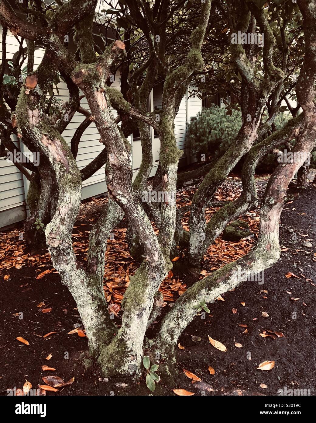 gnarly tie dye rainbow