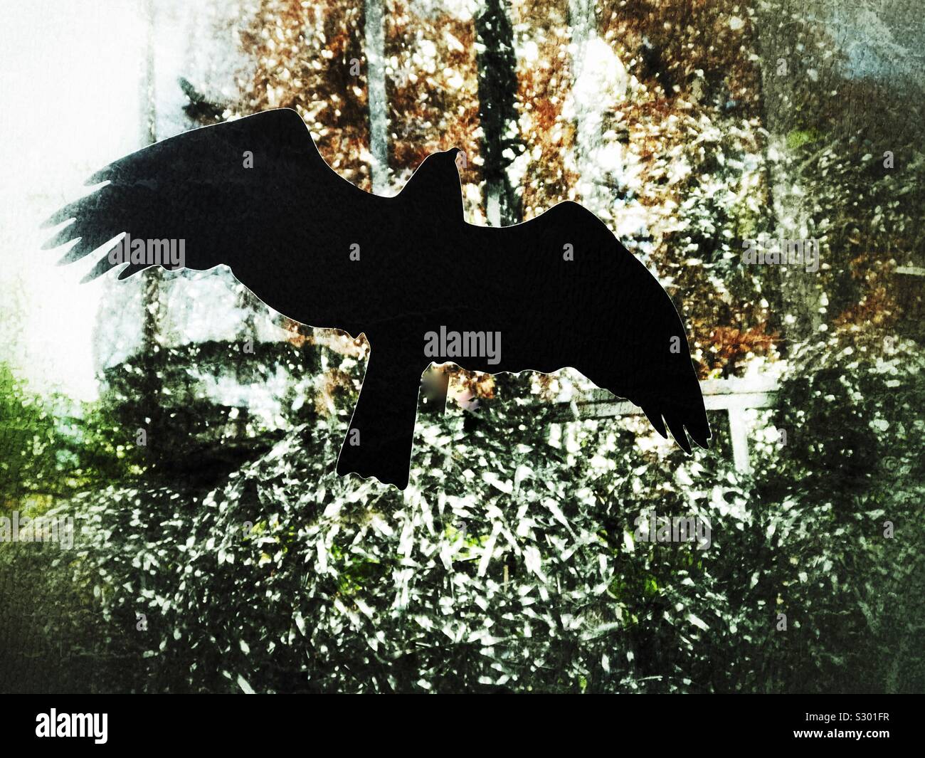 Bird in flight - Smartphone Captured Stock Image