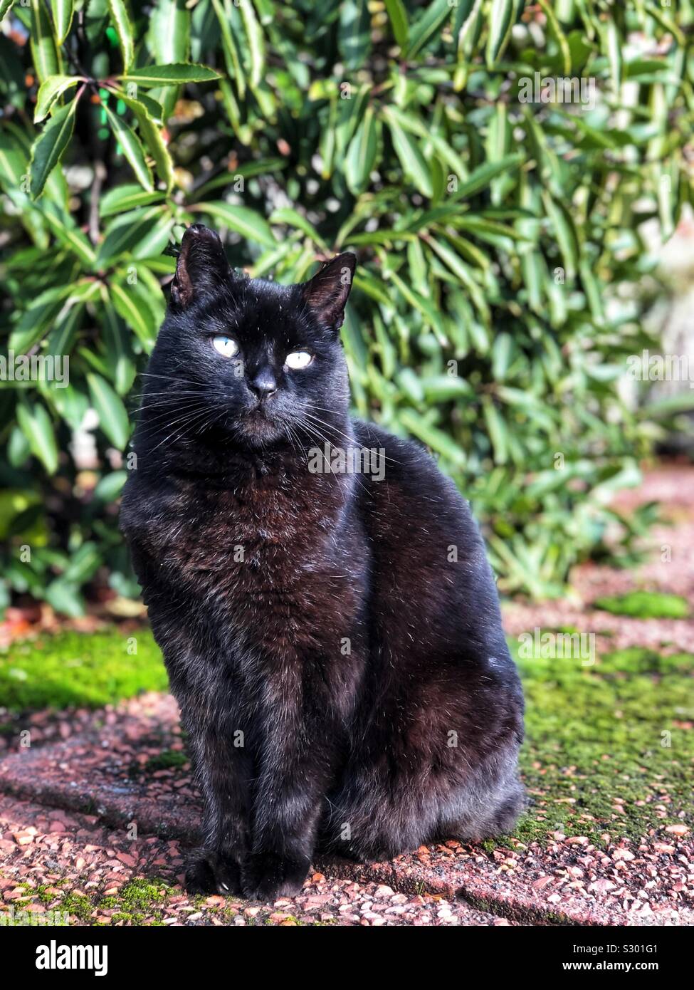 Black cat sitting outdoors in the garden Stock Photo - Alamy