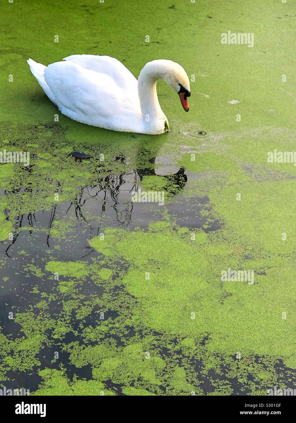 Mute Swan in the pond Green algae bloom Eutrophication - Smartphone Captured Stock Image