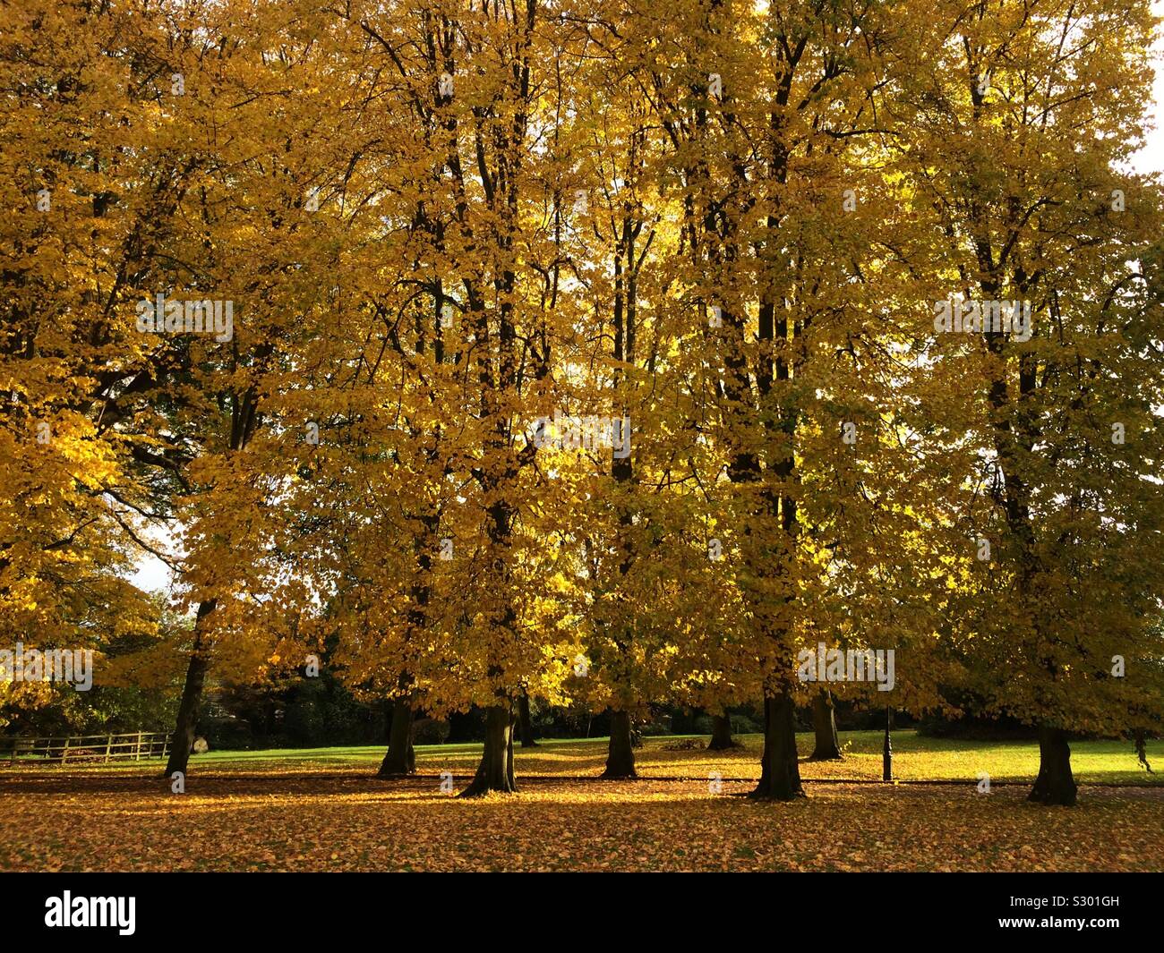 An avenue of poplars in autumn colour - Smartphone Captured Stock Image