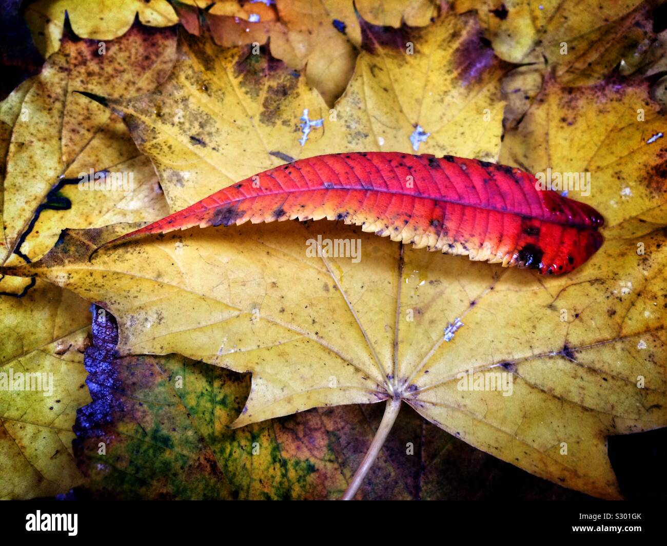 Close up of autumn leaves - red and yellow - Smartphone Captured Stock Image