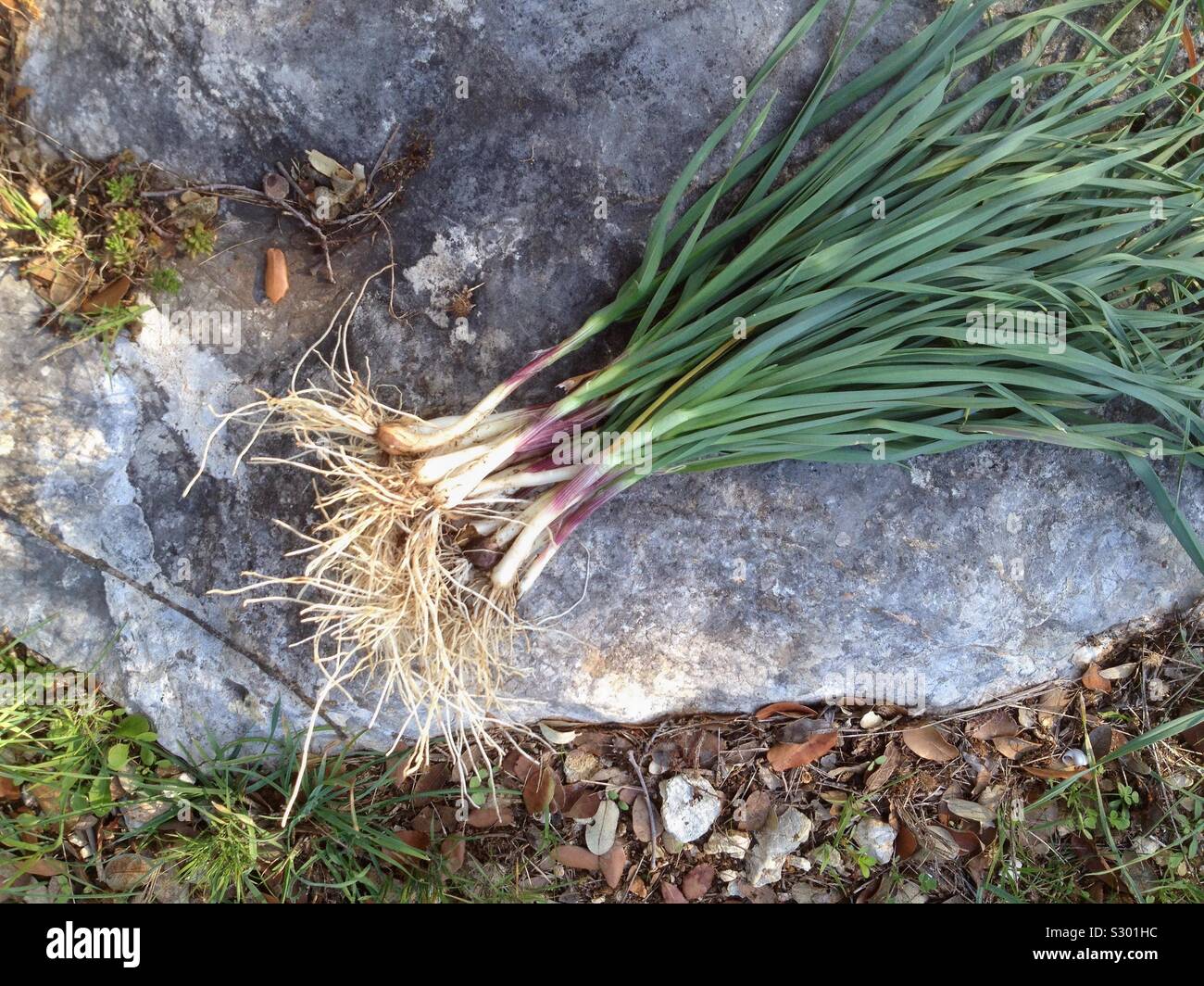 Harvest of wild leeks in the countryside Stock Photo Alamy