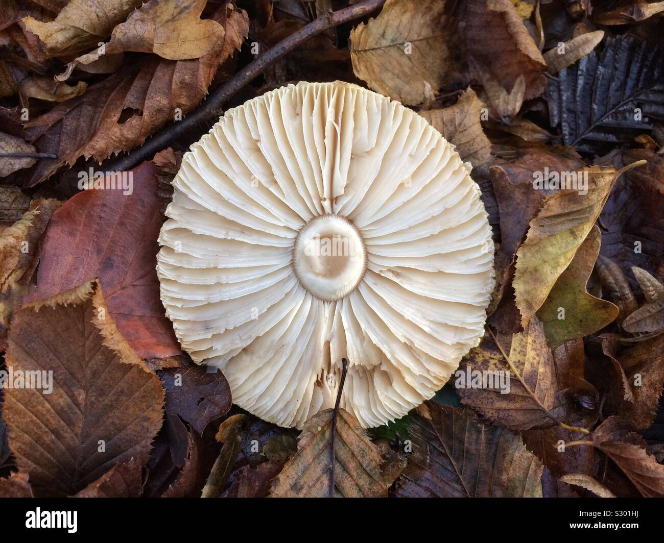 An overturned fungus lying on the forest floor, showing the pattern of its white gills - Smartphone Captured Stock Image