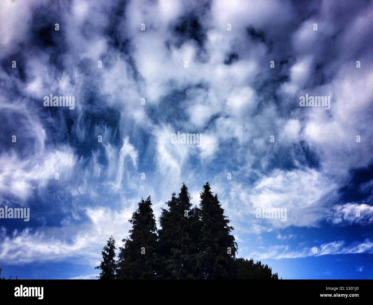 Dramatic blue sky with white fluffy clouds and sinister dark pointed conifer trees silhouetted below Stock Photo