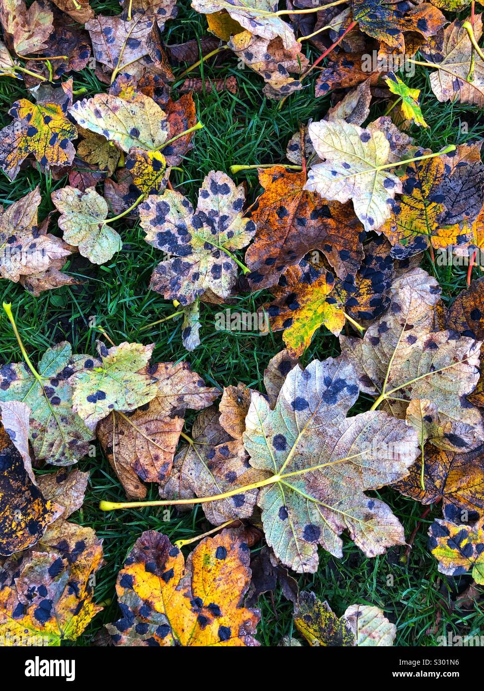 Leaf litter with black spot fungus disease (diplocarpon rosae) - Smartphone Captured Stock Image