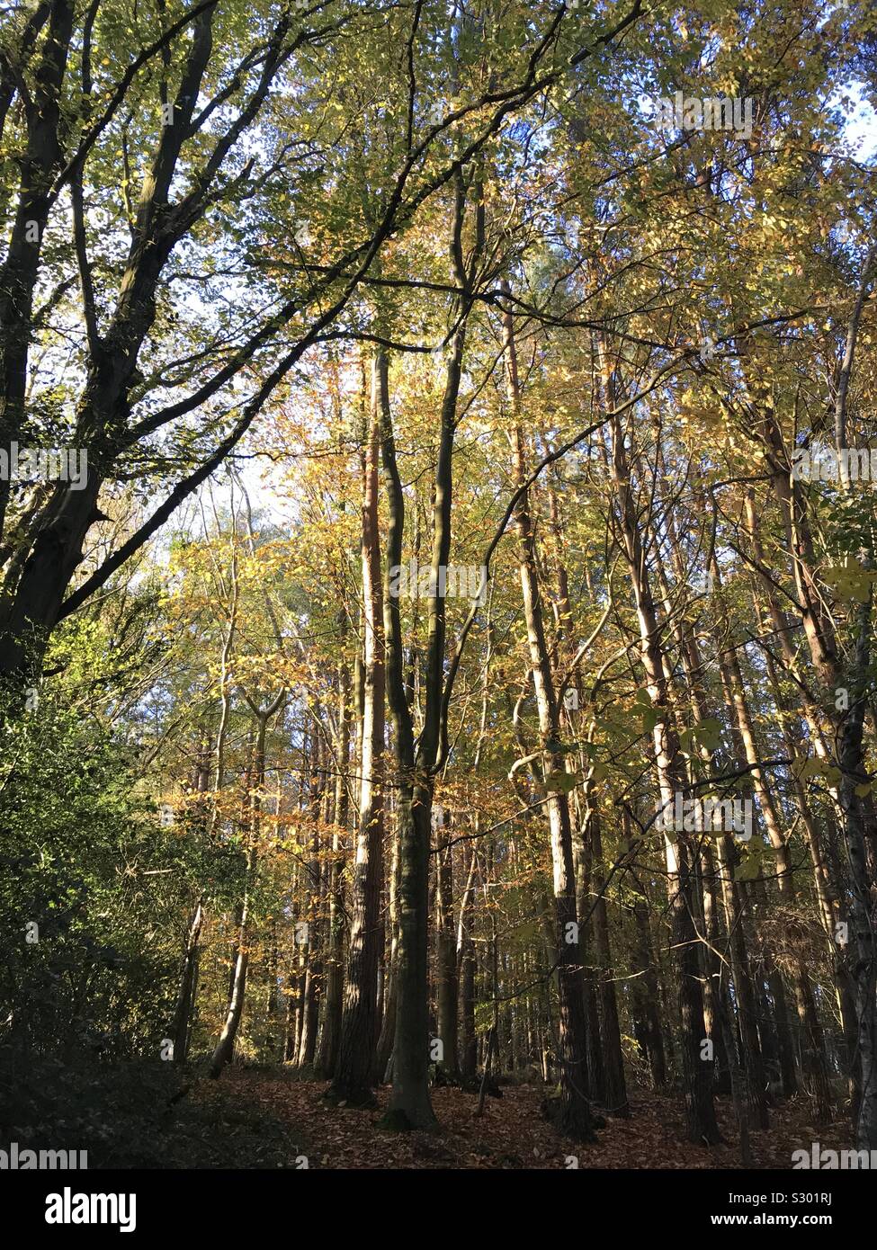 Thin tall trees hi-res stock photography and images - Alamy