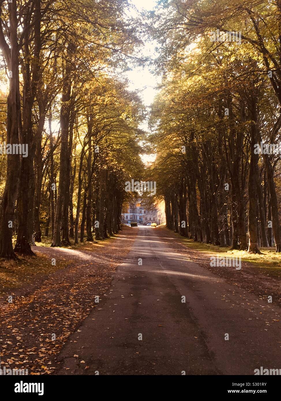 Beech Avenue Approach to Castle Dunrobin, Golspie in Scotland Stock