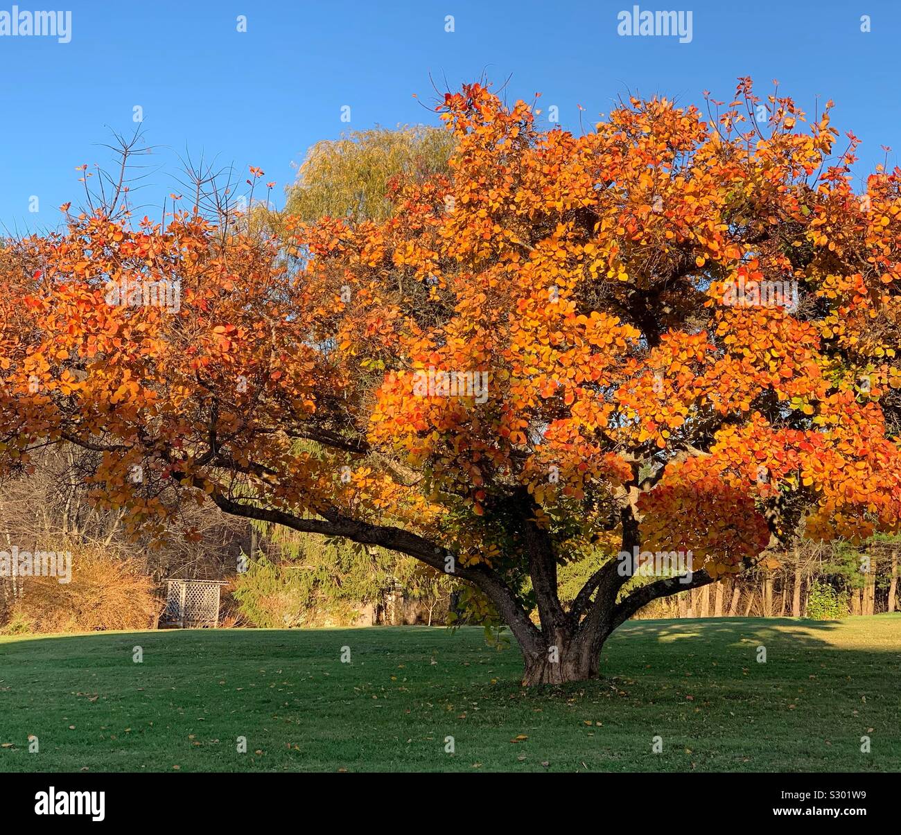 Fall foliage on a front lawn in Colrain, Massachusetts, United States Stock Photo
