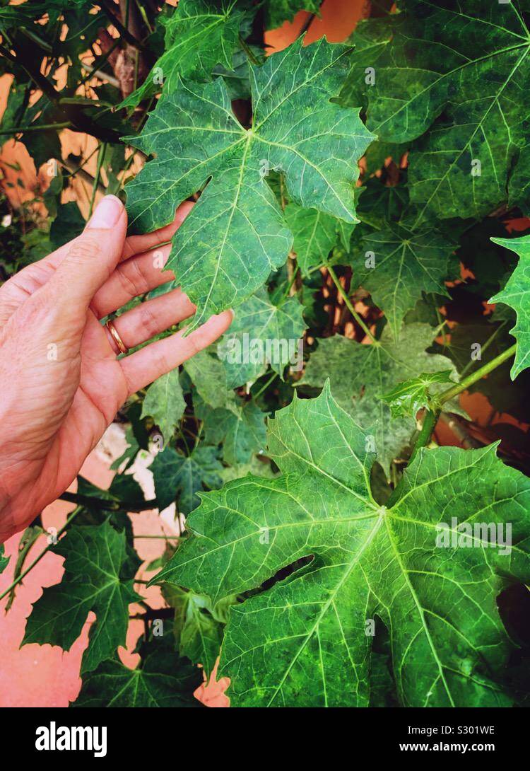 A woman’s hand touches a Chaya leaf which is commonly made into Agua de Chaya in the Yucatán. Stock Photo