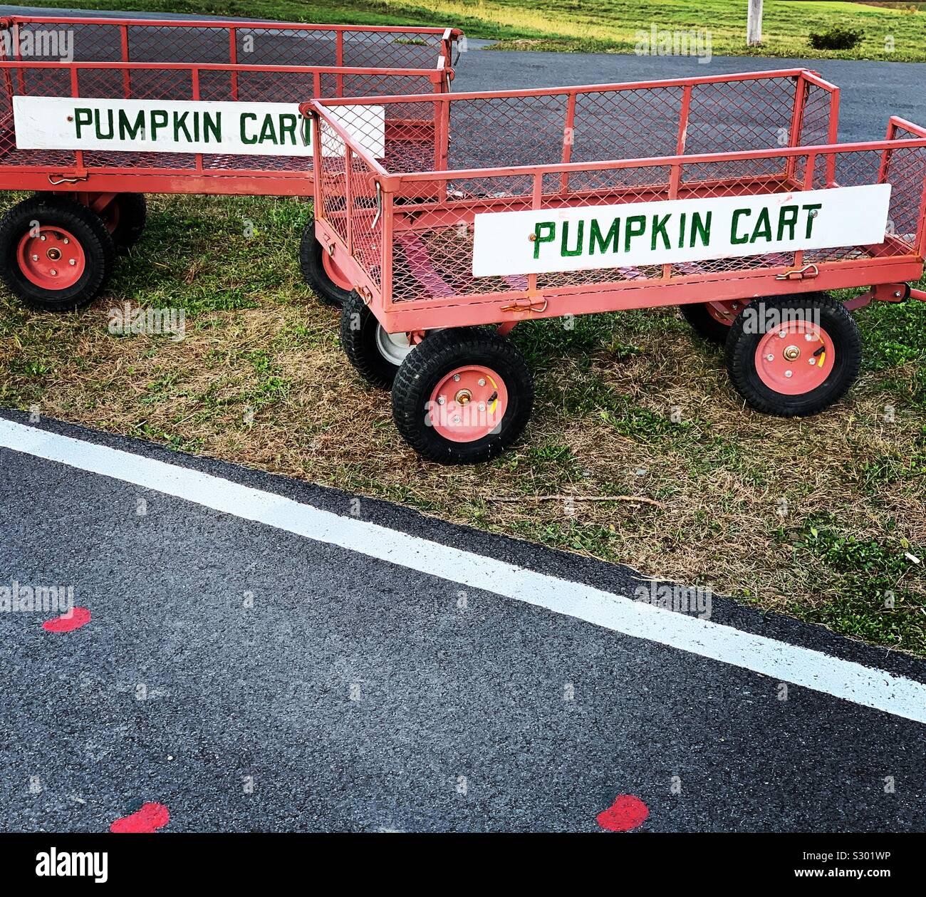 Pumpkin carts, Apex Orchards, Shelburne, Massachusetts, United States - Smartphone Captured Stock Image