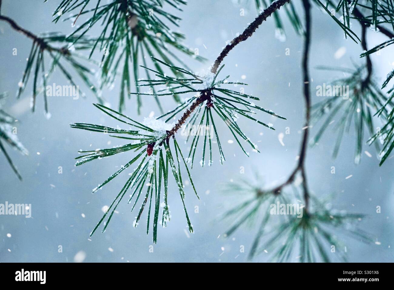 Pine tree branches leaves hi-res stock photography and images - Alamy
