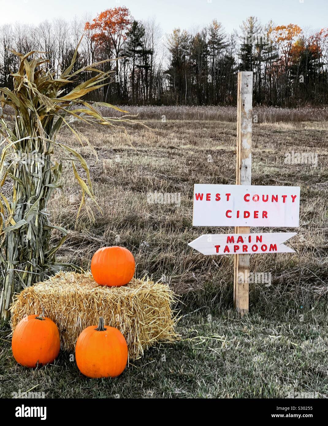 Signs for West County Cider’s Main Taproom beside three pumpkins, field in background. Shelburne, Massachusetts, United States Stock Photo