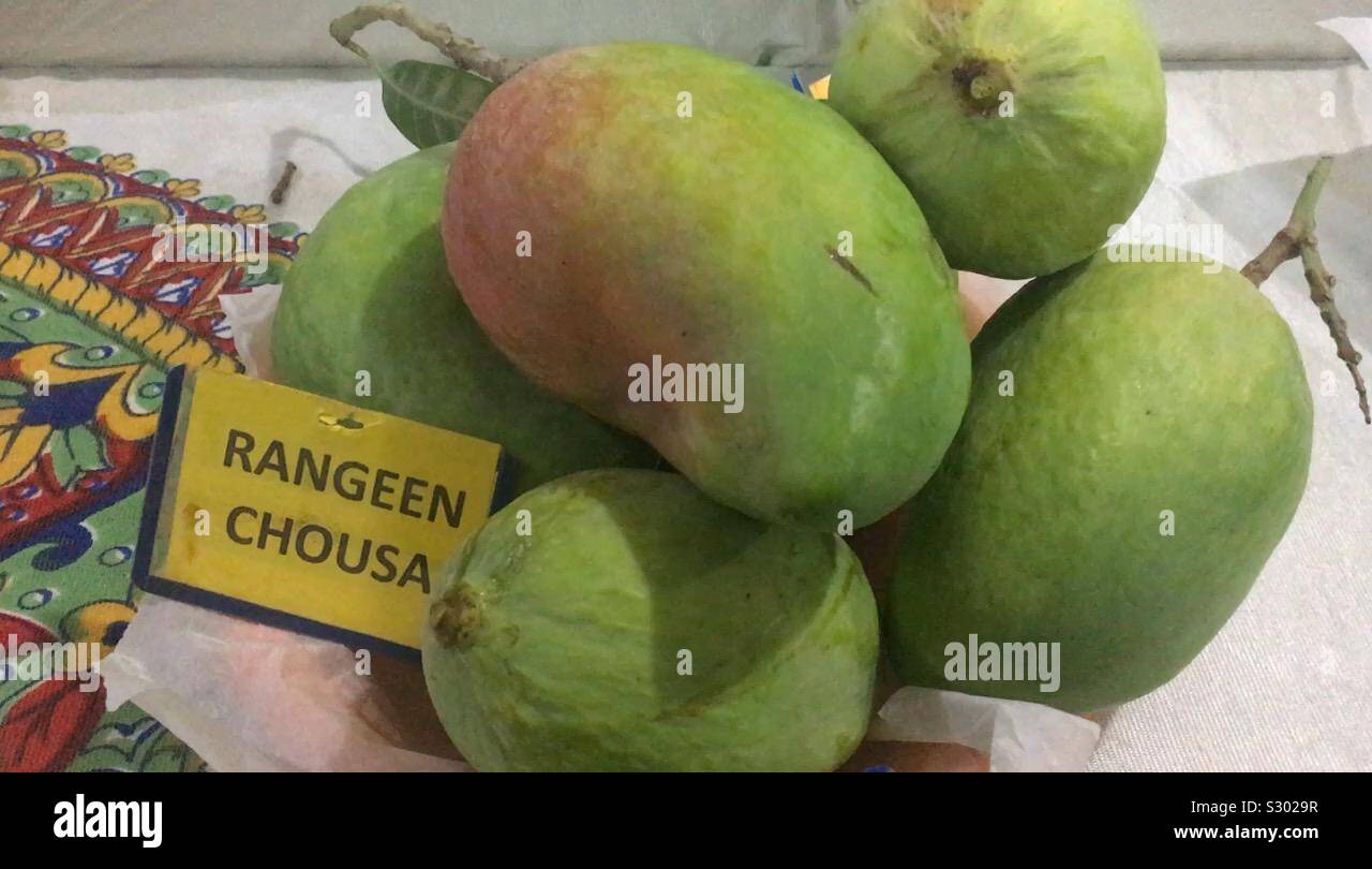 Unripe fresh farmmangoes for Display Stock Photo Alamy