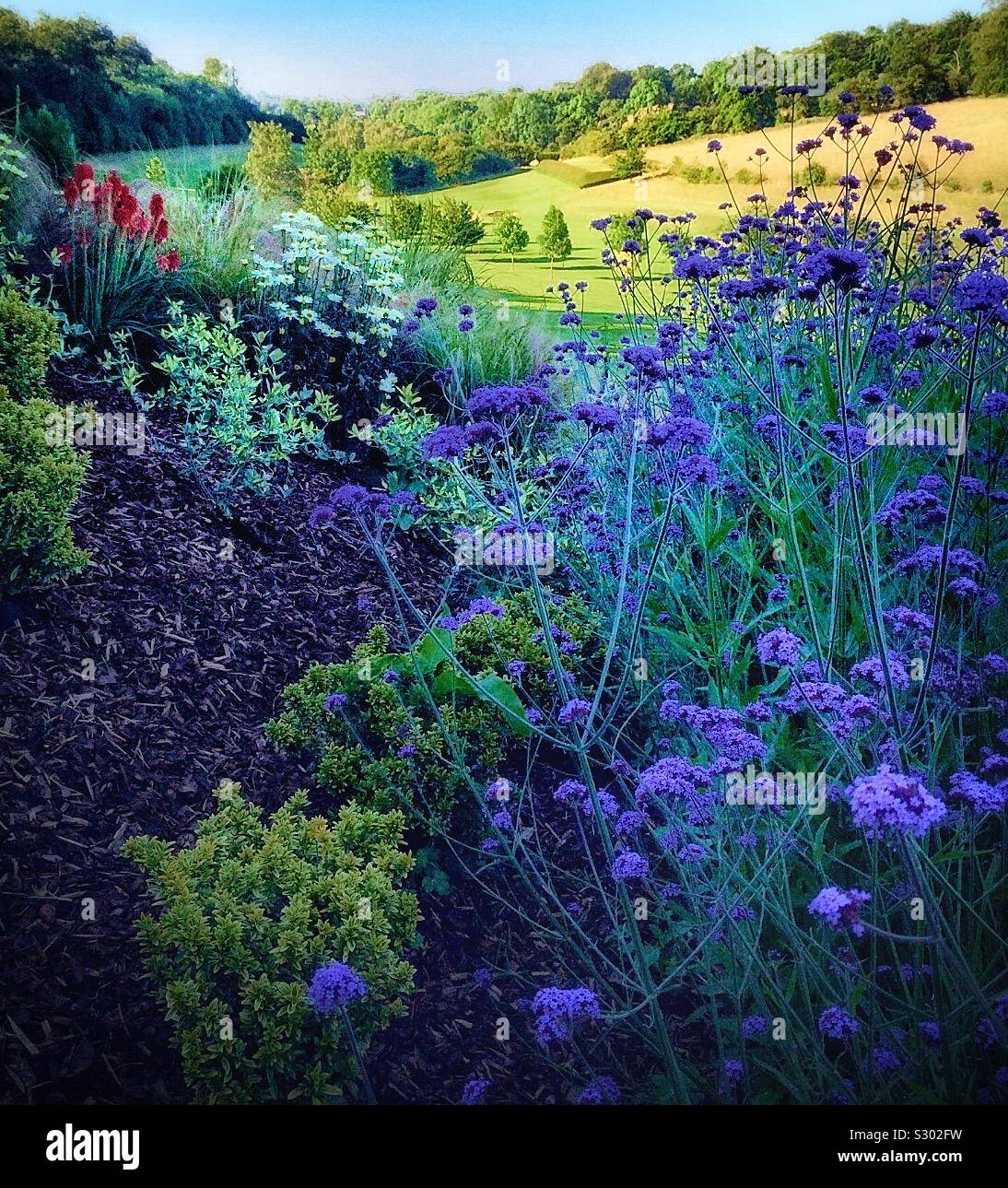 Shrubs and flowers in full bloom - Smartphone Captured Stock Image