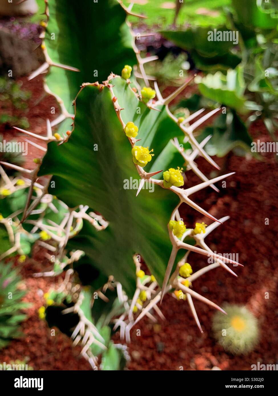 Tiny yellow flowers bloom between dangerously long sharp thorns on a cactus providing a beautiful contrast in textures. Stock Photo