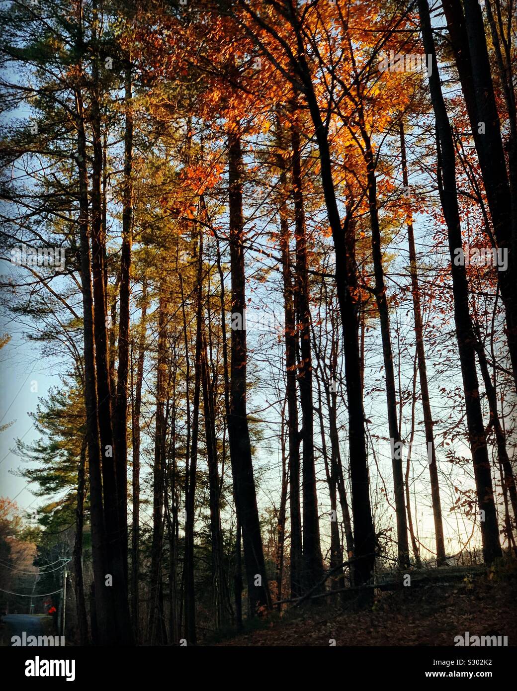 Leaves catch the light of the setting sun, New England, United States - Smartphone Captured Stock Image