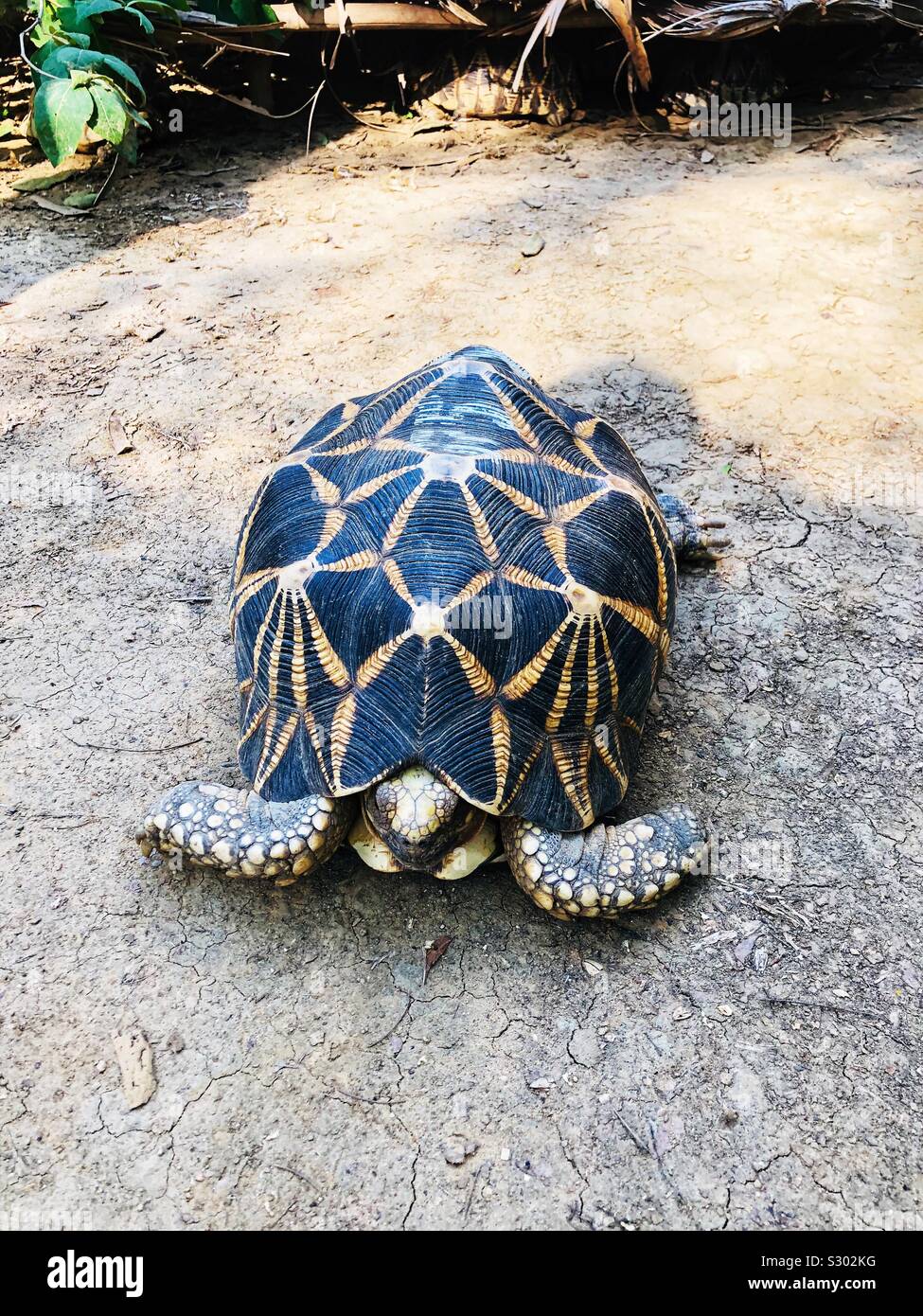 An adult endangered star tortoise. - Smartphone Captured Stock Image