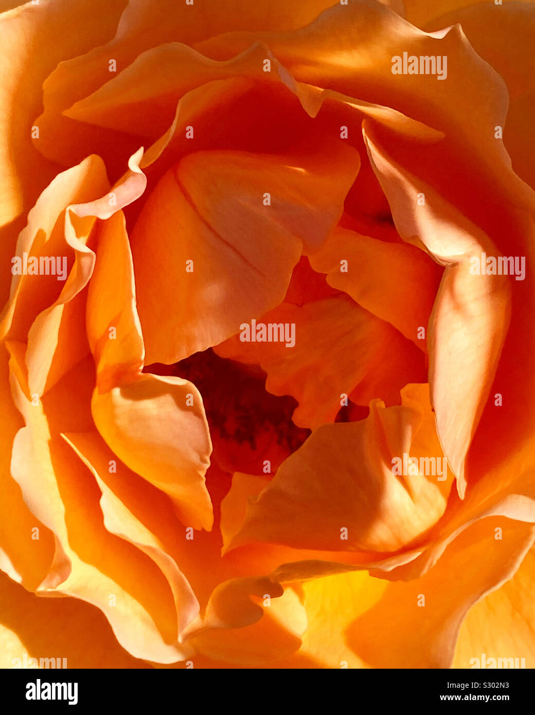 The heart of an apricot rose - Smartphone Captured Stock Image