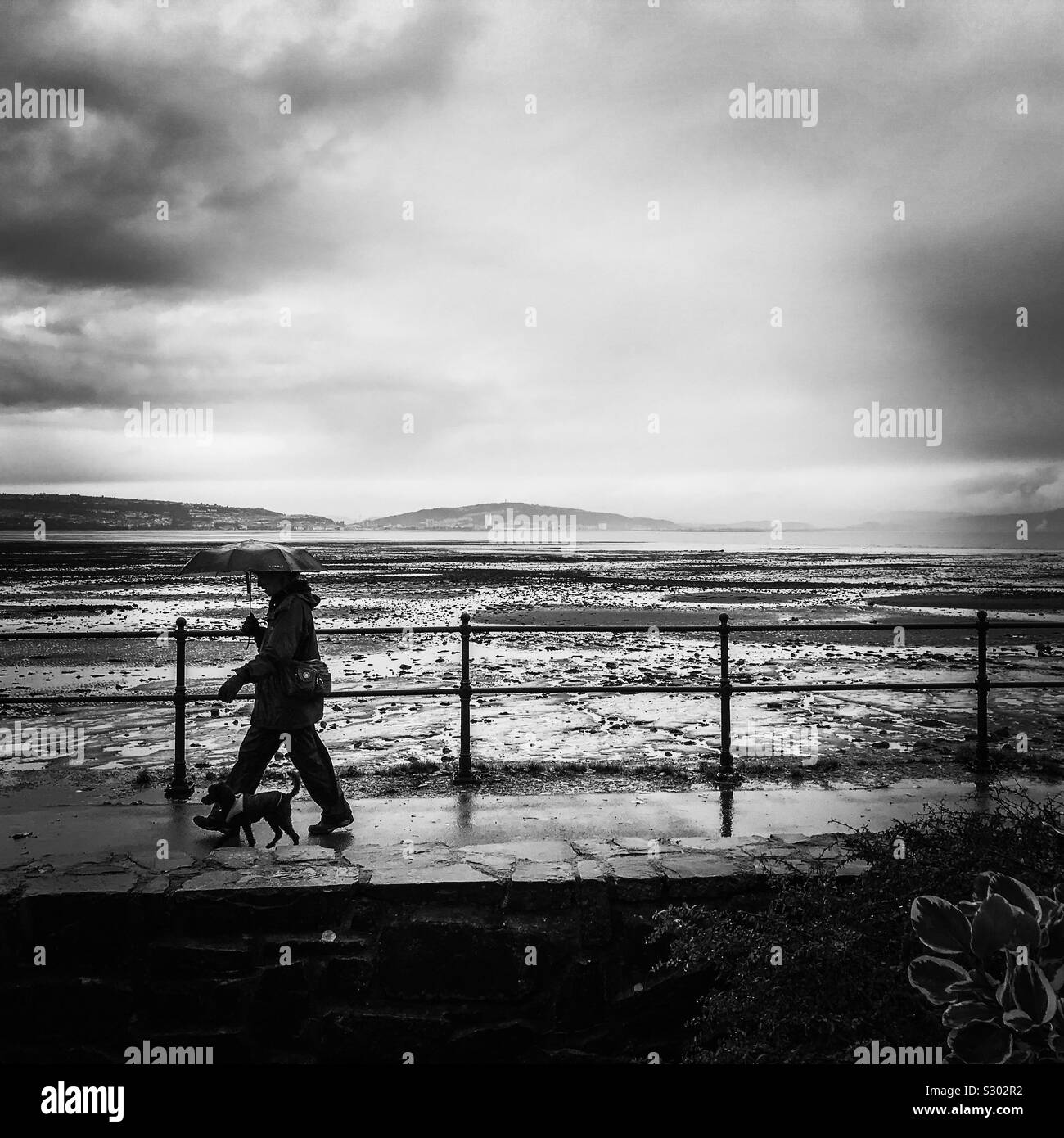 A brisk seaside walk along the coastline promenade seafront in wet rainy day weather holding an umbrella with a dog beside at heel Stock Photo