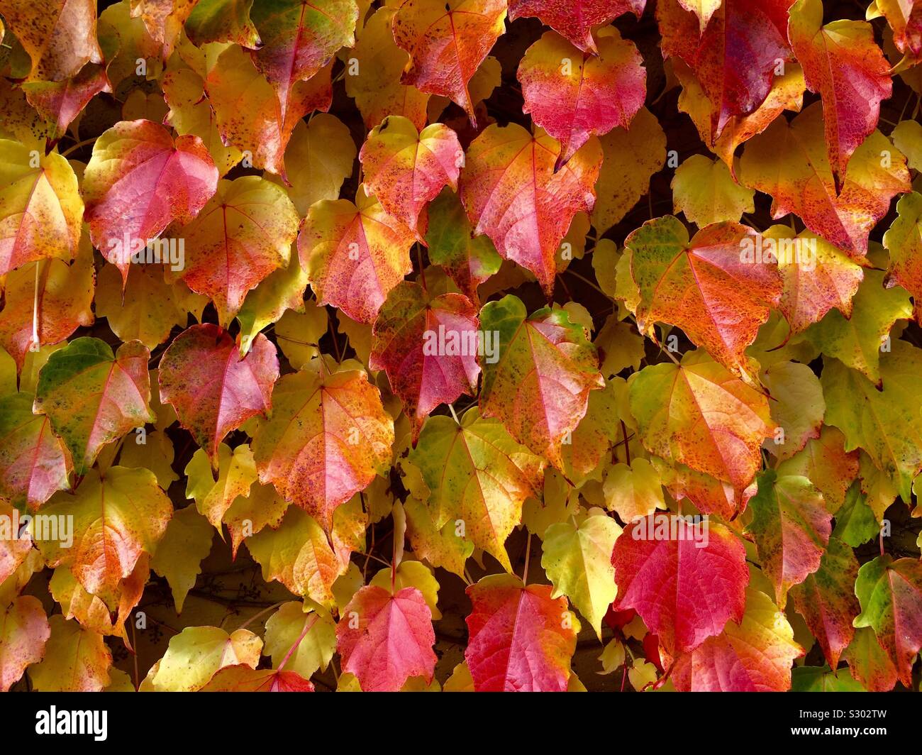 Colourful Parthenocissus tricuspidata or Boston Ivy leaves on wall. Autumnal background concept. - Smartphone Captured Stock Image