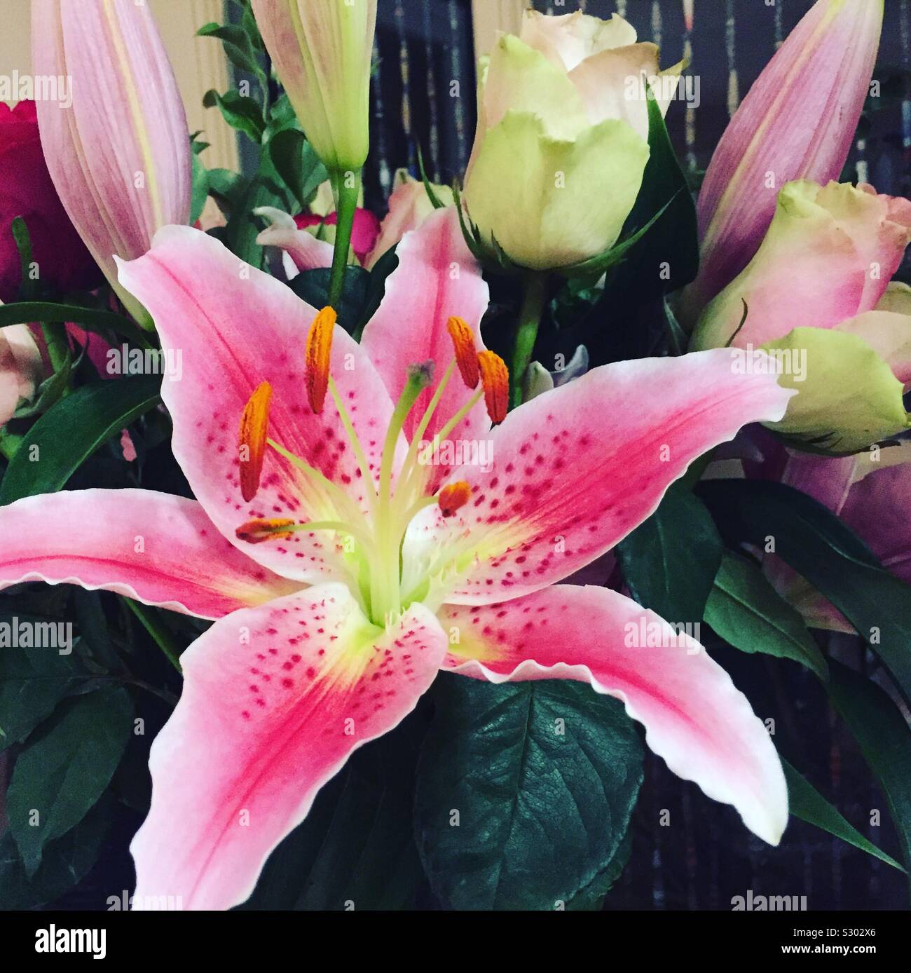 Stargazer lily hires stock photography and images Alamy