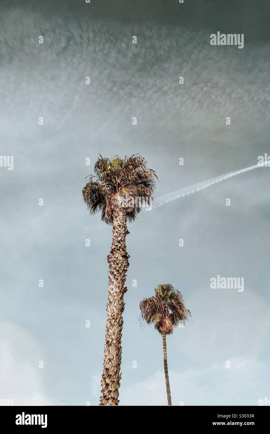 Palm trees and sky Stock Photo