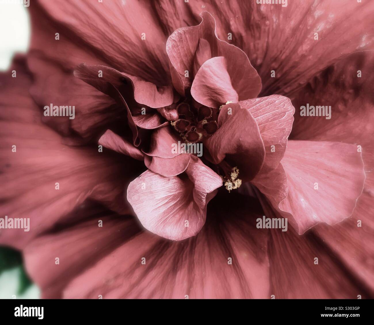 Smooth hibiscus hi-res stock photography and images - Alamy