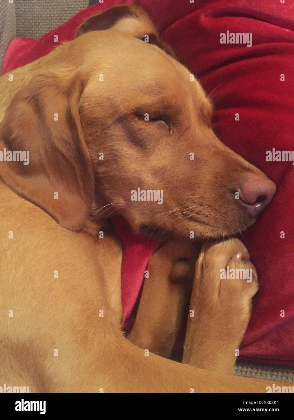 A very tired red fox labrador retriever dog curled up in a ball and sleeping soundly like a baby - Smartphone Captured Stock Image