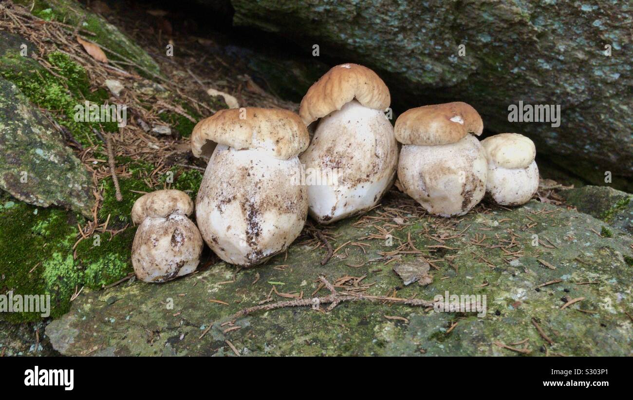Porcini italy hires stock photography and images Alamy